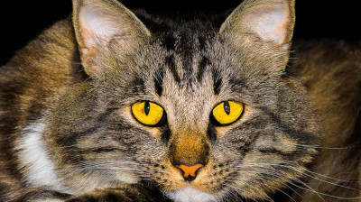 American Bobtail Cinsi (Irkı) Kedi