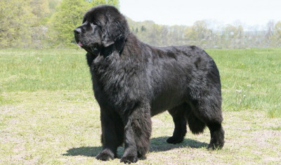 Newfoundland Cinsi (Irkı) Köpek