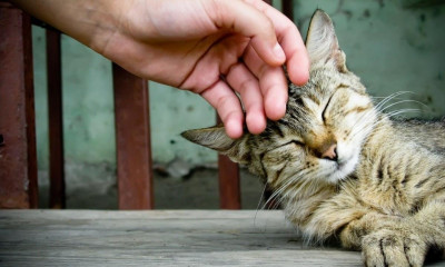 Kedi Korkusu Nedir? Kedi Korkusu Nasıl Aşılır?