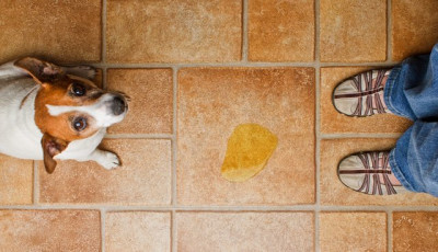 Yavru köpeklerde tuvalet eğitimi: Köpek pedi nedir?