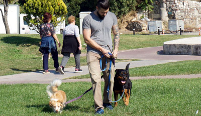 Köpekler Neden Gezmeye Çıkmak İsterler?