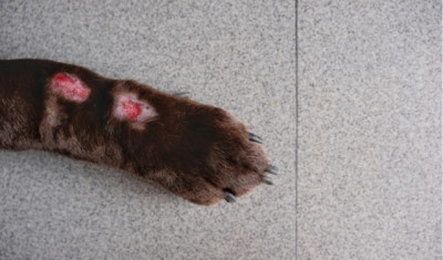 Köpeklerde egzama neden olur? Nasıl tedavi edilir?