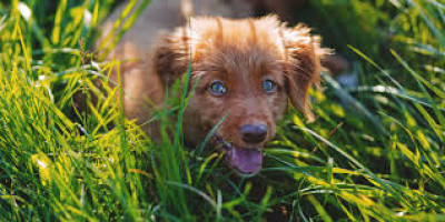 Köpekler neden çimen yer?