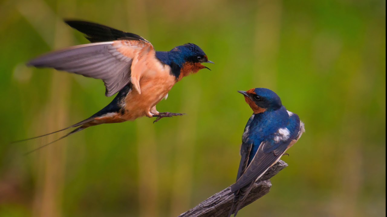 Kırlangıç Kuşu - Kuş Cinsleri | Petipet