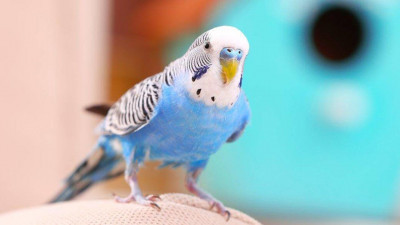 Muhabbet Kuşu Nasıl Konuşturulur?