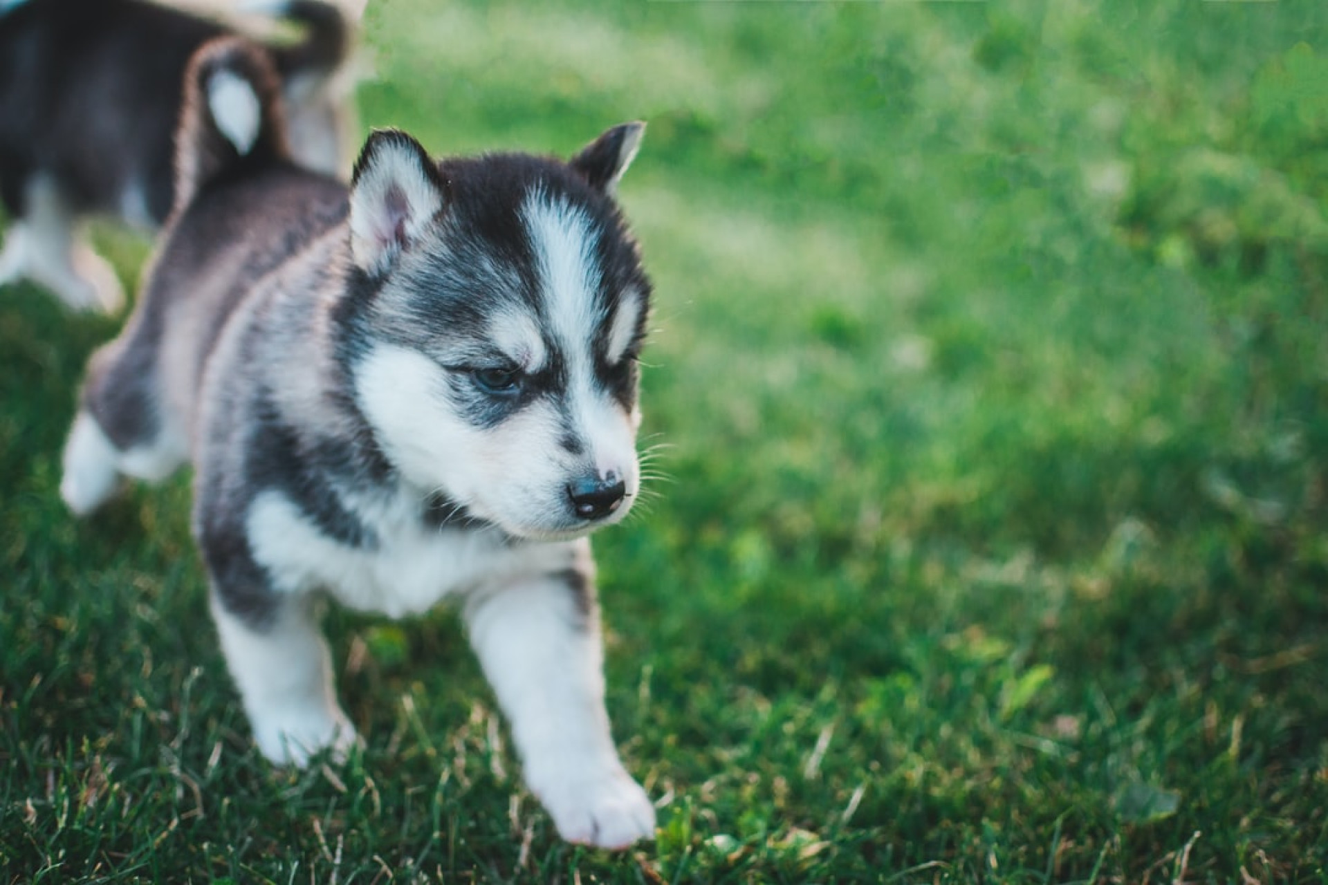 <div class="line1">Yavru köpeklerde tuvalet eğitimi: Köpek pedi nedir?</div>