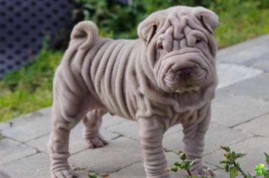 Shar Pei Cinsi Irki Kopek Kopek Cinsleri Petipet