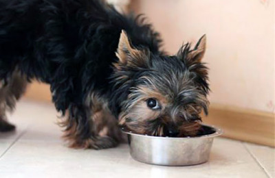 Yavru köpek maması nasıl seçilir?