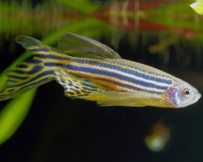 Zebra (danio) balığı