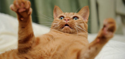 Kedilerde Beden Dili ve Anlamları