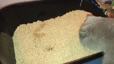 Kedi Kumu Nedir? Kedi Kumu Nasıl Olmalıdır?