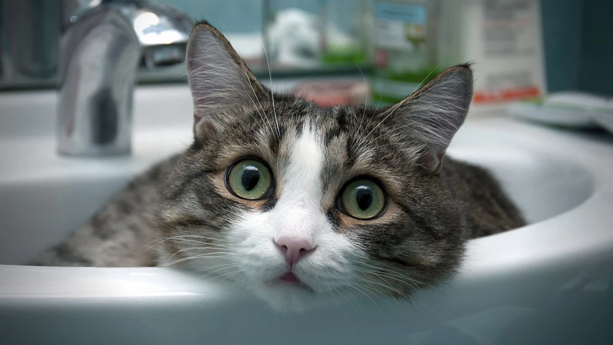 Kediler Yikanir Mi Yavru Kedi Nasil Temizlenir Kediler Hakkinda Bilgi Petipet