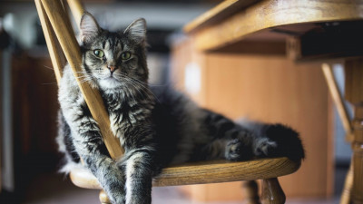 Kedilerde Alerjiye Yol Açan Gıdalar Hangileridir?