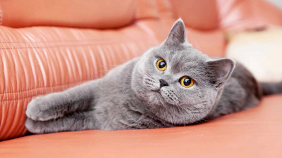 Kedilerde Eklem Ağrısının Belirtileri Nelerdir?