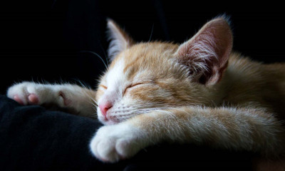 Kedi Zehirlenmesine Ne Yapılmalı?