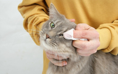 Kedilerde Göz Akıntısı Neden Olur?