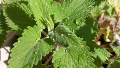 Catnip (Kedi Nanesi) Nedir? Ne işe Yarar?