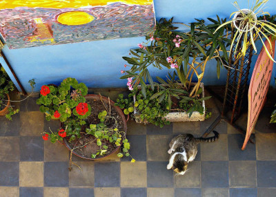 Kediler İçin Zararlı Bitkiler Hangileridir? Kediler İçin Zehirli Ev Bitkileri Nelerdir?