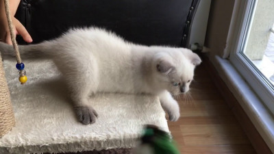 Kış Mevsiminde Kedi Bakımında Dikkat Edilmesi Gerekenler Nelerdir?