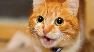 Kediler Neden Sinirlenir? Kedileri Sakinleştirmenin Yolları Nelerdir?