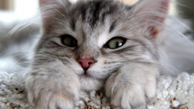 Yeni Kedi Sahiplenenlere Tavsiyeler