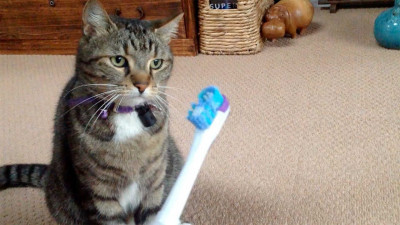 Kedilerin Dişleri Nasıl Fırçalanır? Kedi Diş Macunu Yerse Ne Olur?