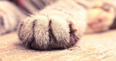 Kedilerde Pati Bakımı Nasıl Yapılır?