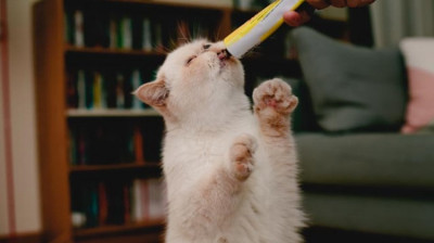 Kedi Maltı Nedir? Kedi Maltı İshal Yapar mı?