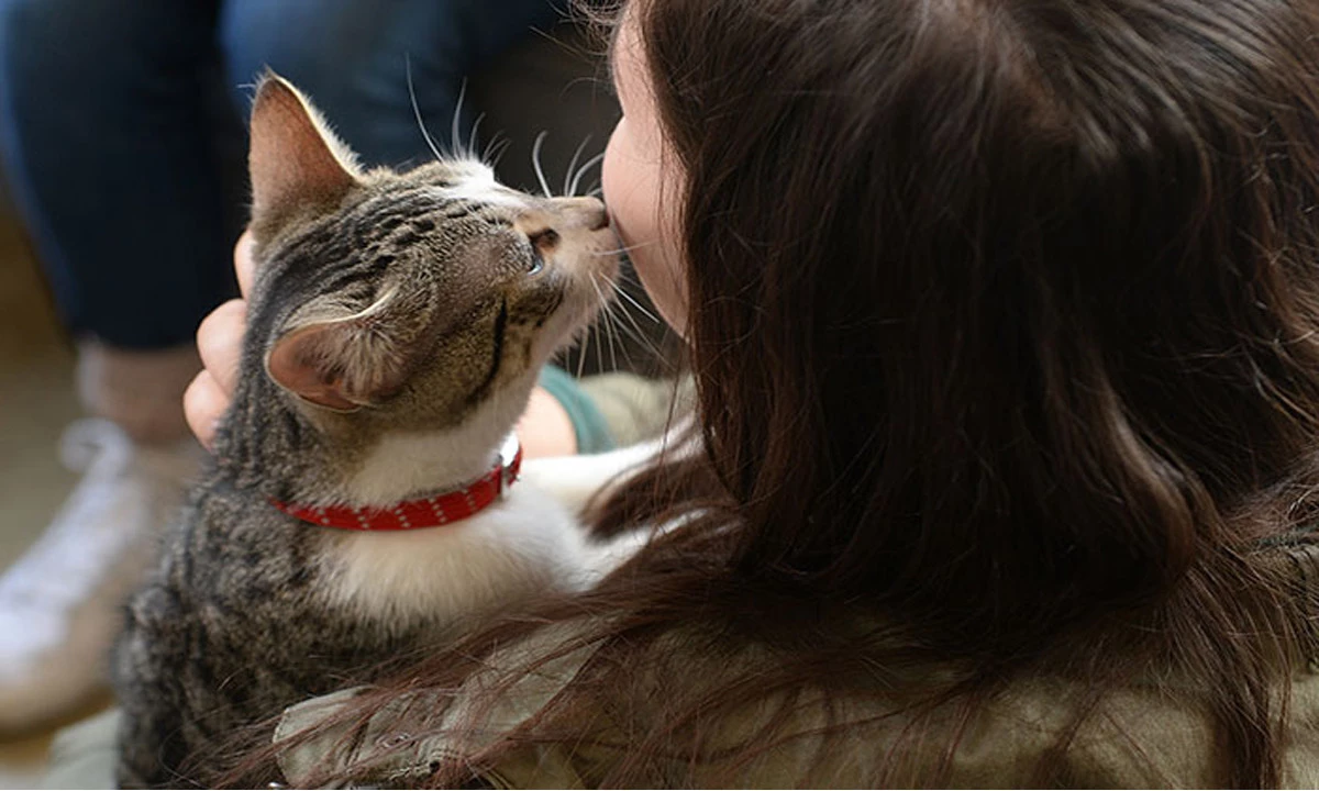 Kedim Beni Seviyor Mu Kedilerin Sizi Sevdigini Nasil Anlarsiniz Kediler Hakkinda Bilgi Petipet