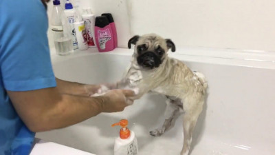 Köpekler Ne Sıklıkla Yıkanmalıdır? Köpek Normal Şampuanla Yıkanır mı?