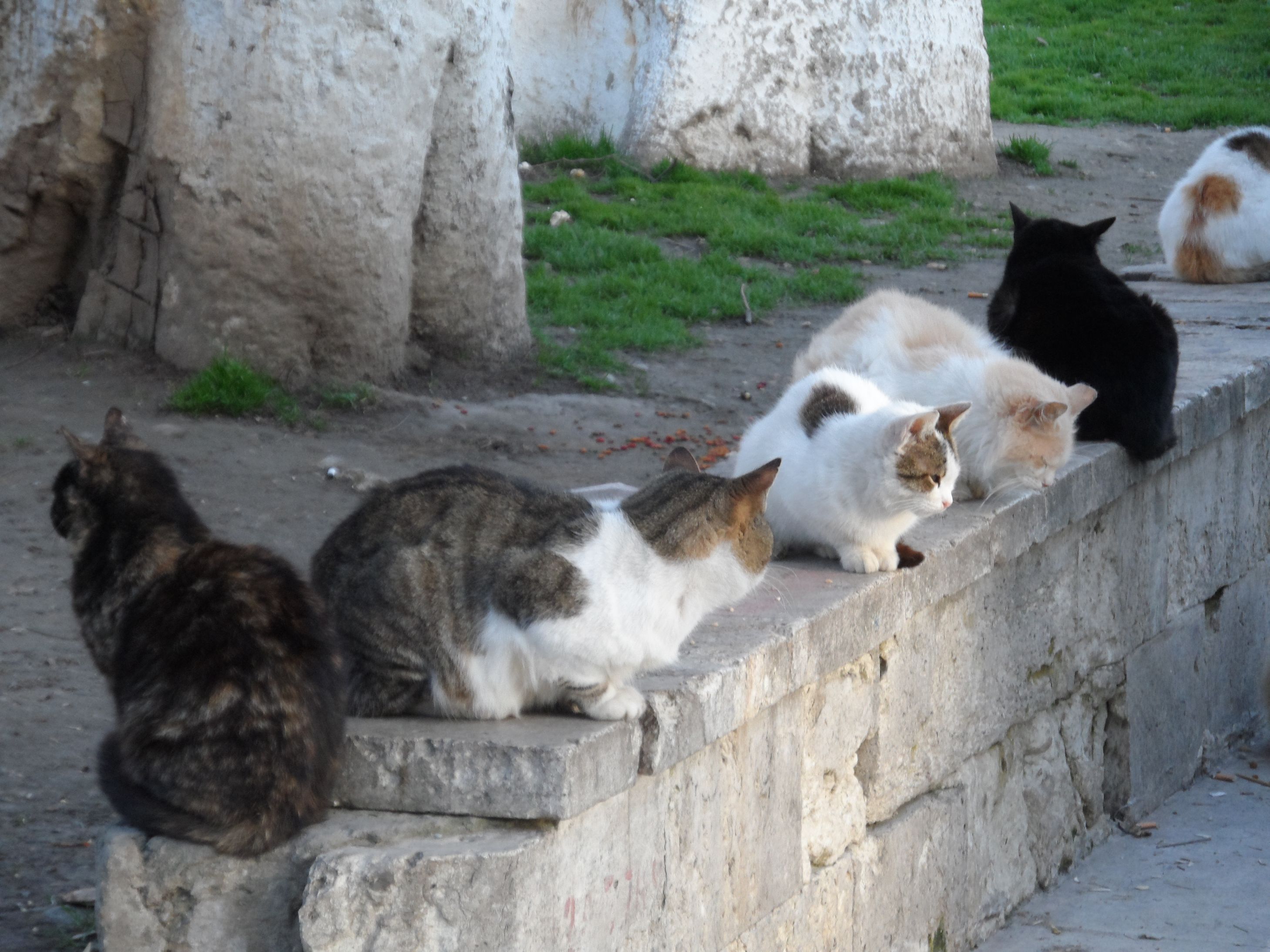 sokak kedileri nasil beslenir sokak kedilerini beslemenin ekonomik ve saglikli yollari kediler hakkinda bilgi petipet