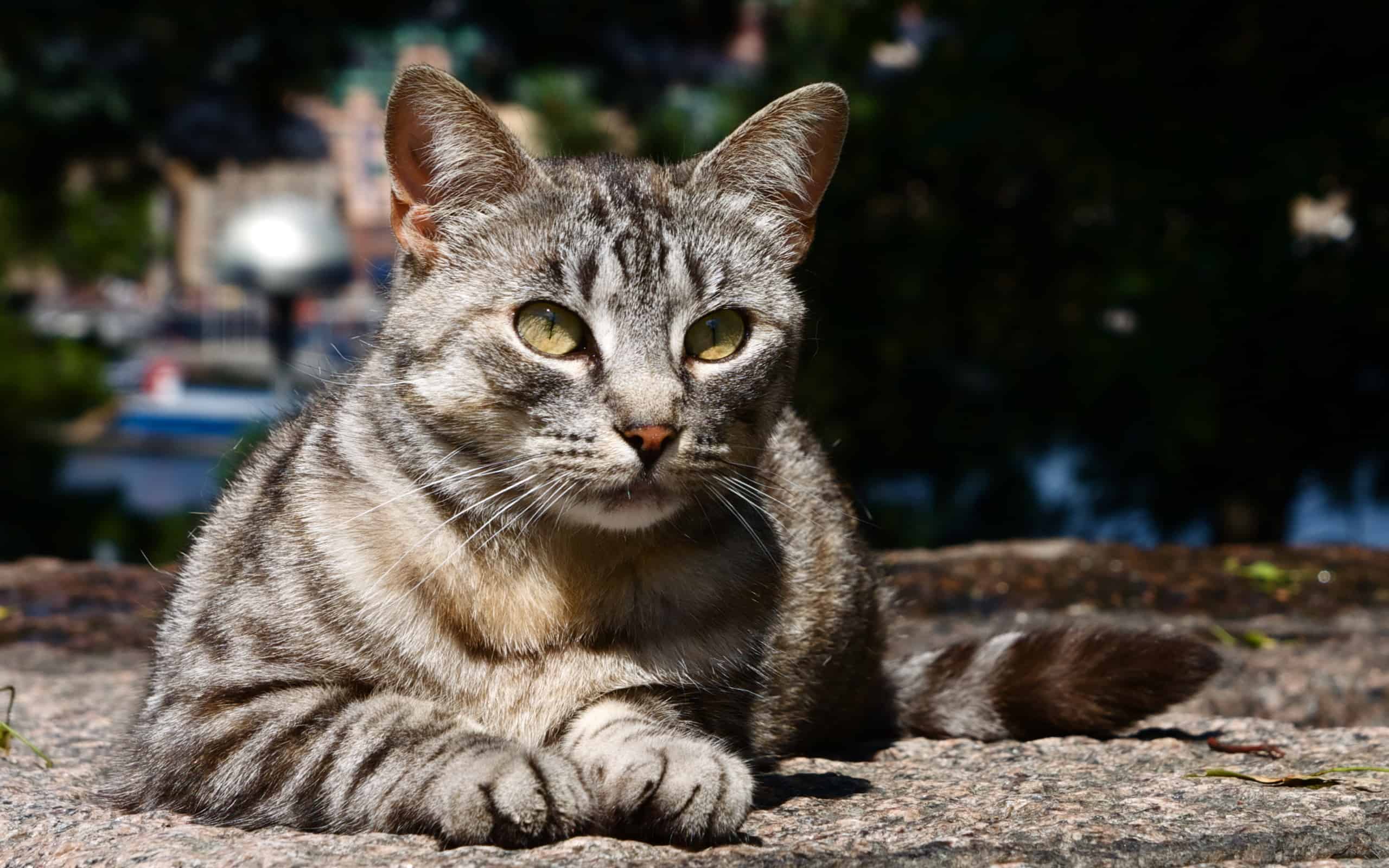 sokaktan kedi sahiplenirken nelere dikkat etmeli sokak kedisi eve nasil alisir kediler hakkinda bilgi petipet