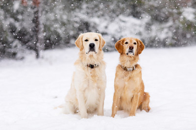 Kış Aylarında Köpek Bakımı Nasıl Olmalıdır? Köpeklerin Üşümemesi için Ne Yapmalı?