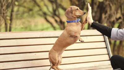 Köpek Anaokulu (Kreşi) Nedir?