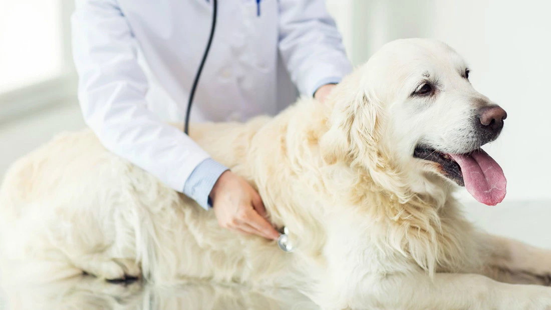 zehirlenen köpeğe ne yapılır