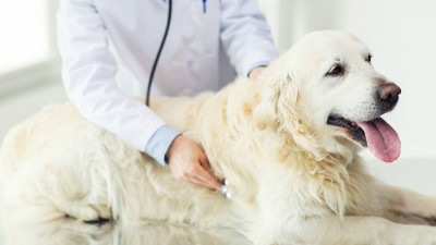 Köpek Zehirlenmesine Evde Ne Yapılabilir?