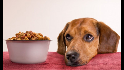 Kalitesiz Köpek Mamasının Zararları Nelerdir?