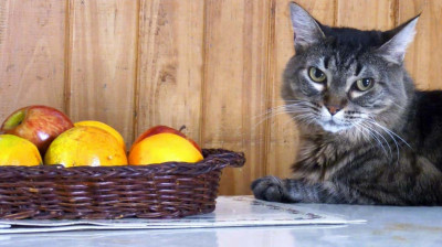 Kediler Hangi Meyveleri Yiyebilir?