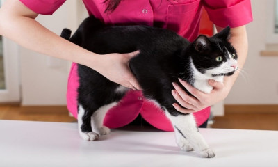 Kedilerde Karın Ağrısı Nedenleri, Belirtileri ve Tedavisi