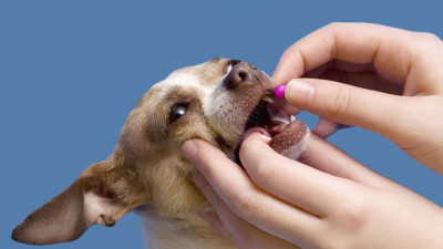 Köpeklere Nasıl Hap Verilir?