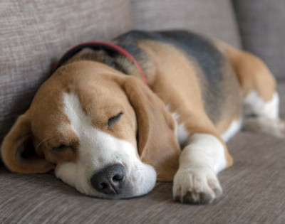 Köpekler Neden iç Çeker? Köpeklerin iç Çekmesi ne Anlama Gelir?