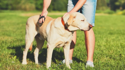 Köpeğimin Tüylerini Nasıl Parlatabilirim?