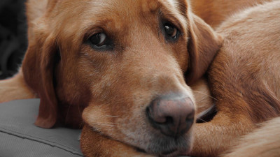 Köpekler Neden Ağlar? Köpeklerde Göz Akıntısı Neden Olur?