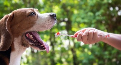 Köpeklerde Diş Bakımı Nasıl Olmalıdır?