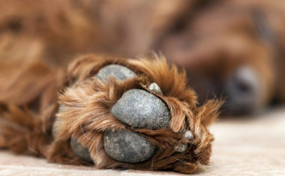 Köpek Patisi Nasıl Temizlenir?