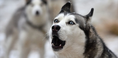 Köpeğimin Evde Havlamaması için ne Yapmalıyım?