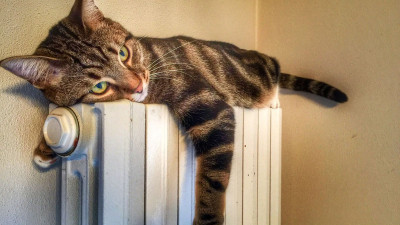 Kediler Tek Başına Evde Kalabilir mi?