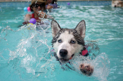 Köpekler Yüzebilir mi?