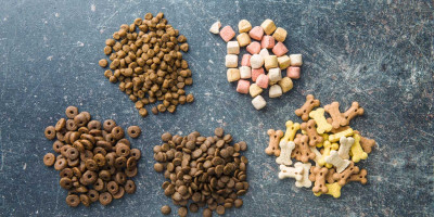 Köpeklere Ödül Maması Verirken Nelere Dikkat Etmek Gerekir?