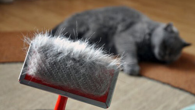 En Az Tüy Döken Kediler Hangileridir?